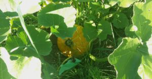Permaculture Pedals Part 2: Personal Doubts and My Changing Political Outlook Permaculture Pedals Part 2: Personal Doubts and My Changing Political Outlook