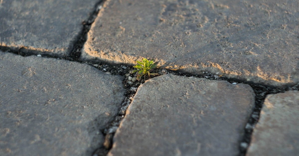 Plant growing between pavers, Budapest, Hungary